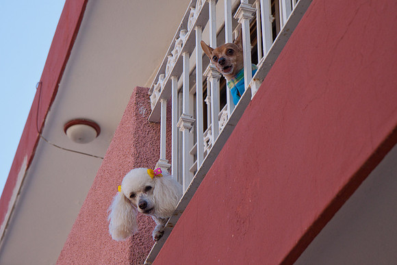 Fashion Perros